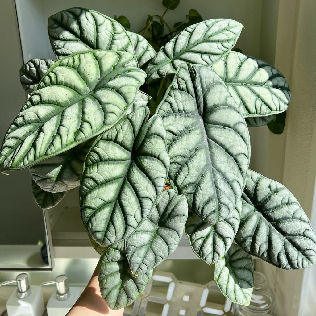 BONGGOL ALOCASIA DRAGON SILVER - KELADI TENGKORAK SILVER -TANAMAN HIAS KELADI TENGKORAK SILVER