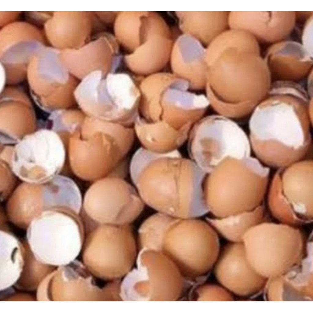 Cangkang telur ayam