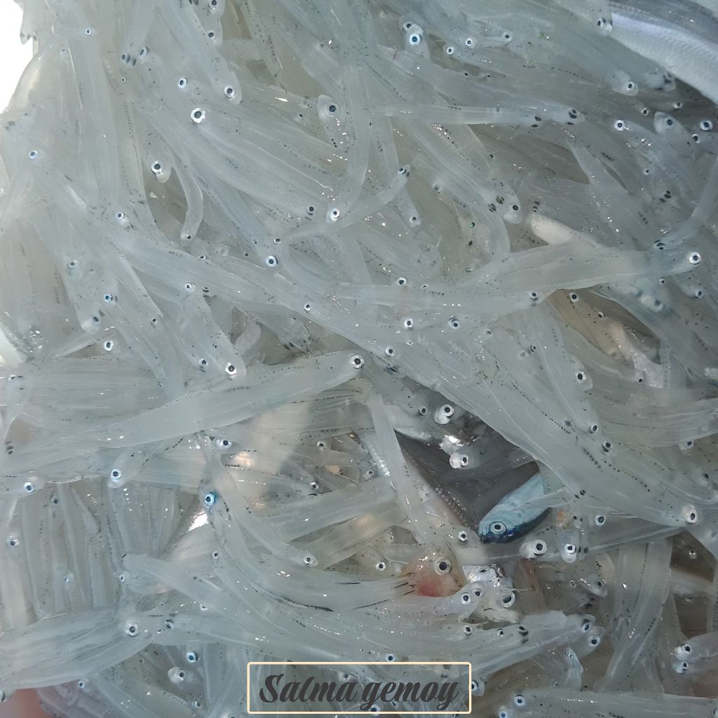 ikan teri nasi ikan teri nas basah ikan segar teri nasi kering(asin& tawar super premium