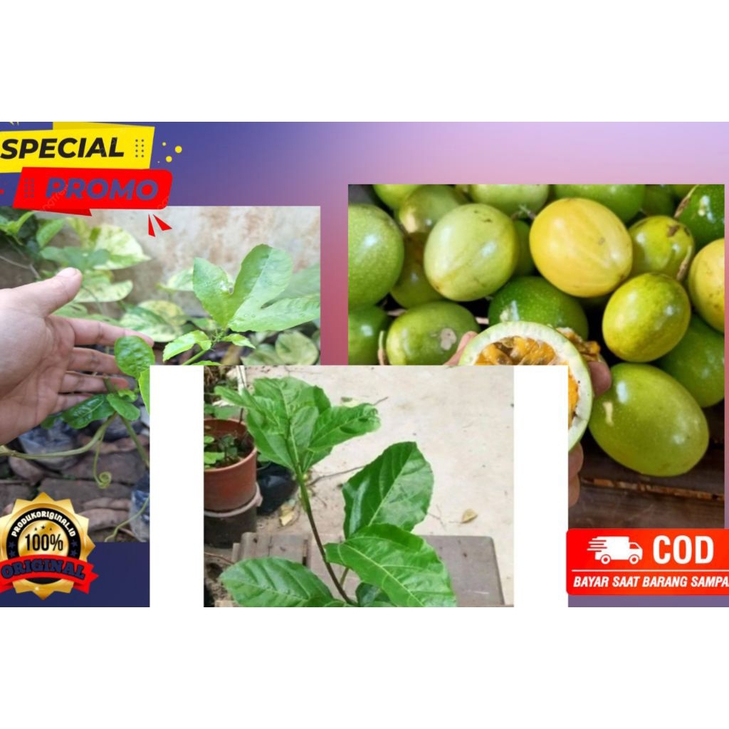 bibit markisa konyal kuning manis paketan 10 batang