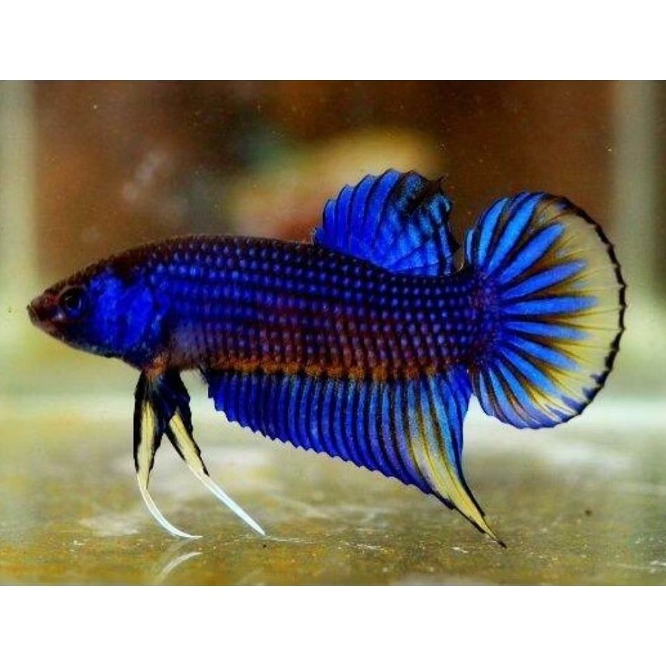 wild betta imbellis line thailand sehat garansi