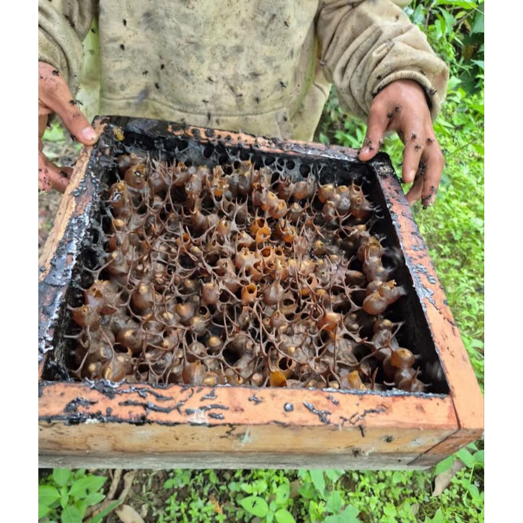 Rumah Madu Psp - Koloni Lebah Trigona Itama Super