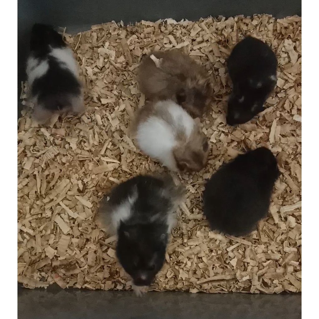 Hamster syrian jinak lucu khusus instant
