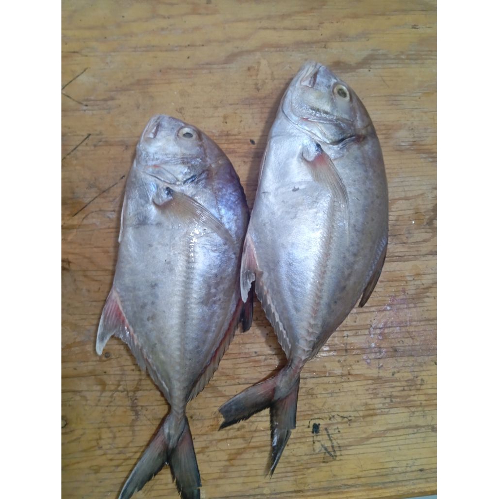 ikan kuwe 1 kg /ikan kuwe fresh