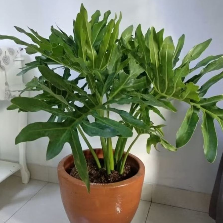 Tanaman Philo Dendron Lima Jari (Besar) / Philodendron Jari / Philodendron Selloum / Philodendron Bi