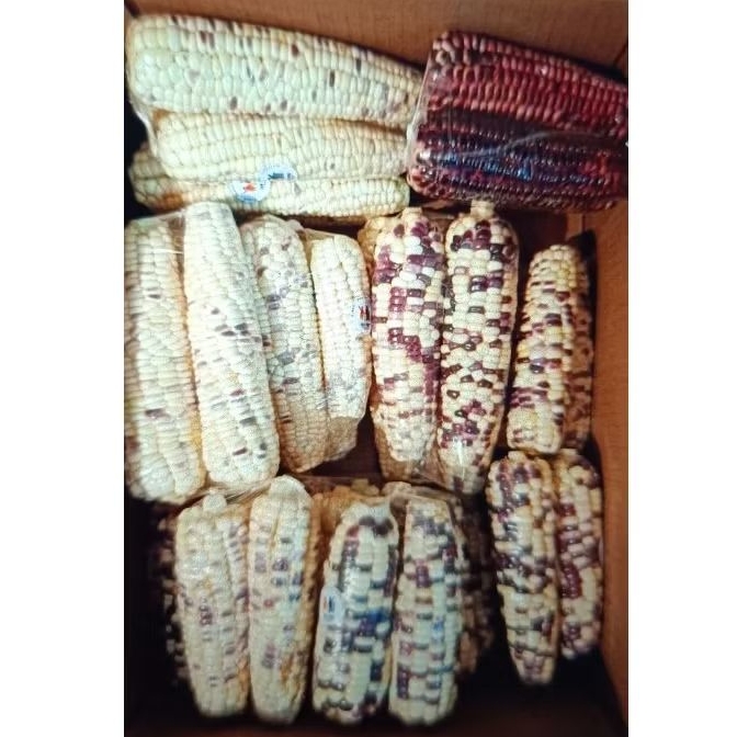 Jagung ketan batik jagung ketan putih ungu antioksidan 500gr