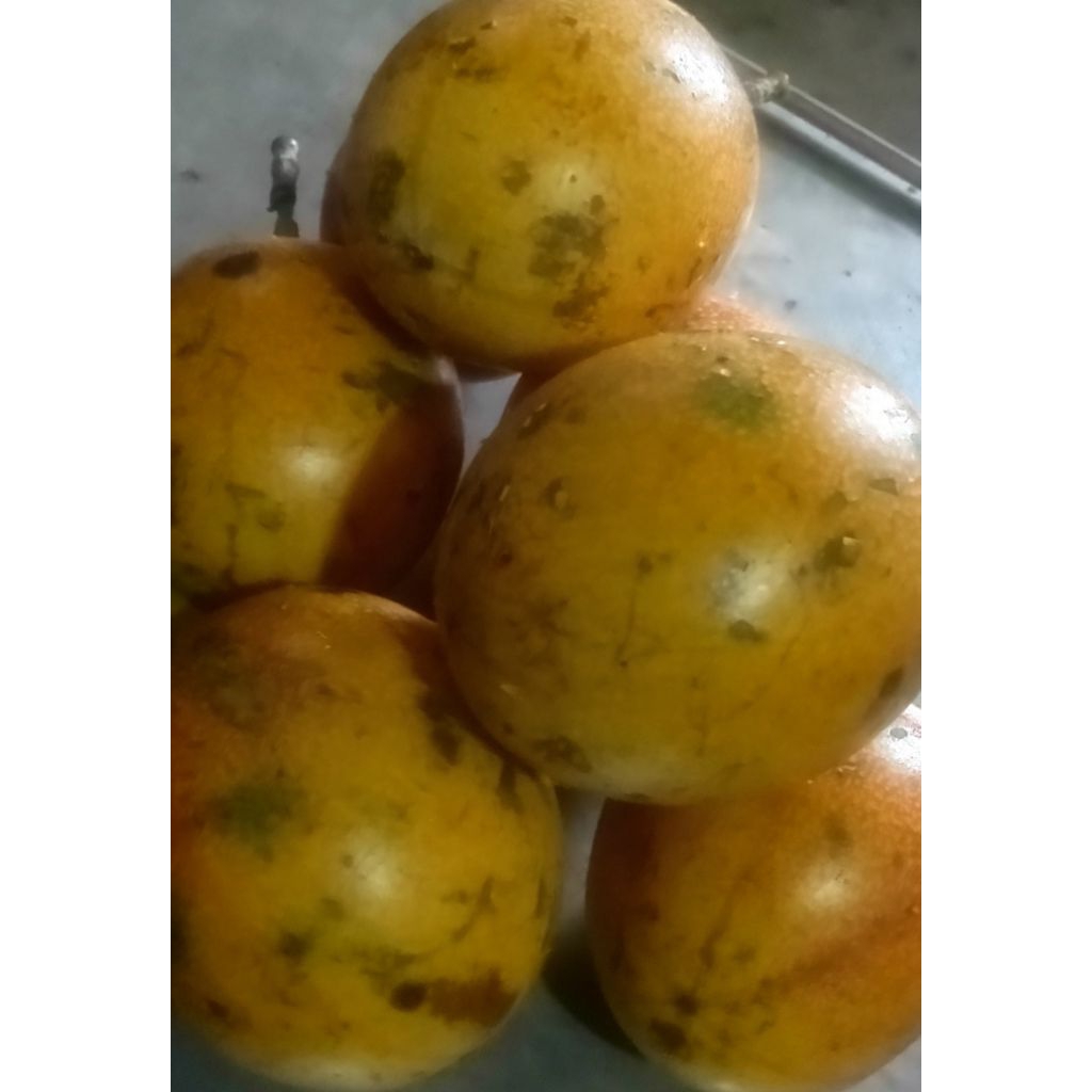 buah konyal markisa madu manis segar matang pohon