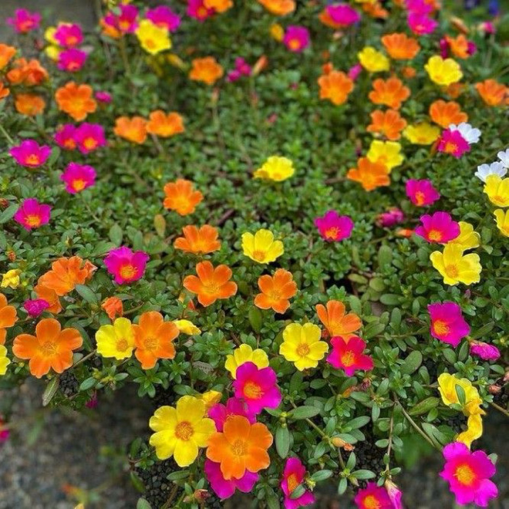 Tanaman Hias Bunga Krokot Rimbun Berakar Bunga Gantung Tahan Panas Hujan Cocok Untuk Taman