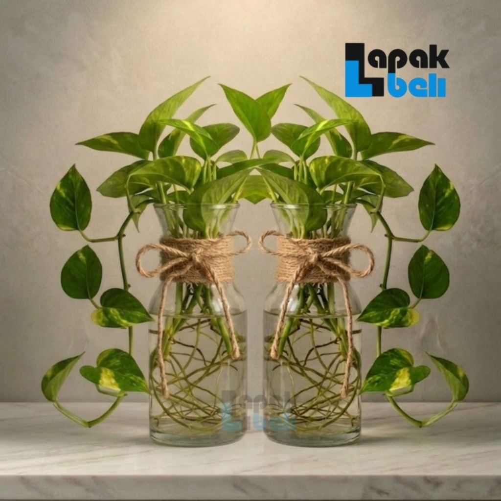 Vas Bunga Kaca / Vas Bunga Karaf / Vas Bunga Bening / Pot Tanaman Artifisial Hidroponik Estetik