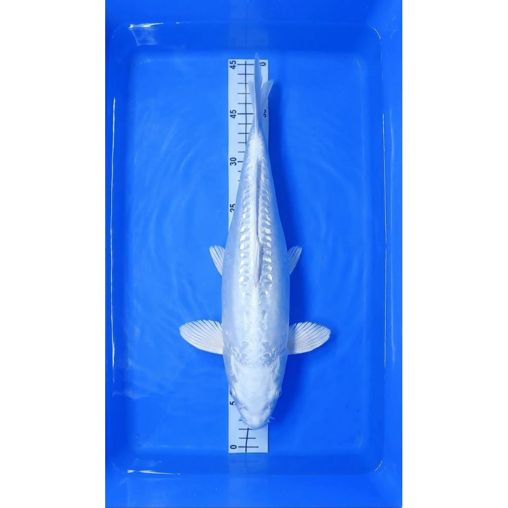 PROMO HIASAN KOLAM / PLATINUM OGON DOITSU 40UP