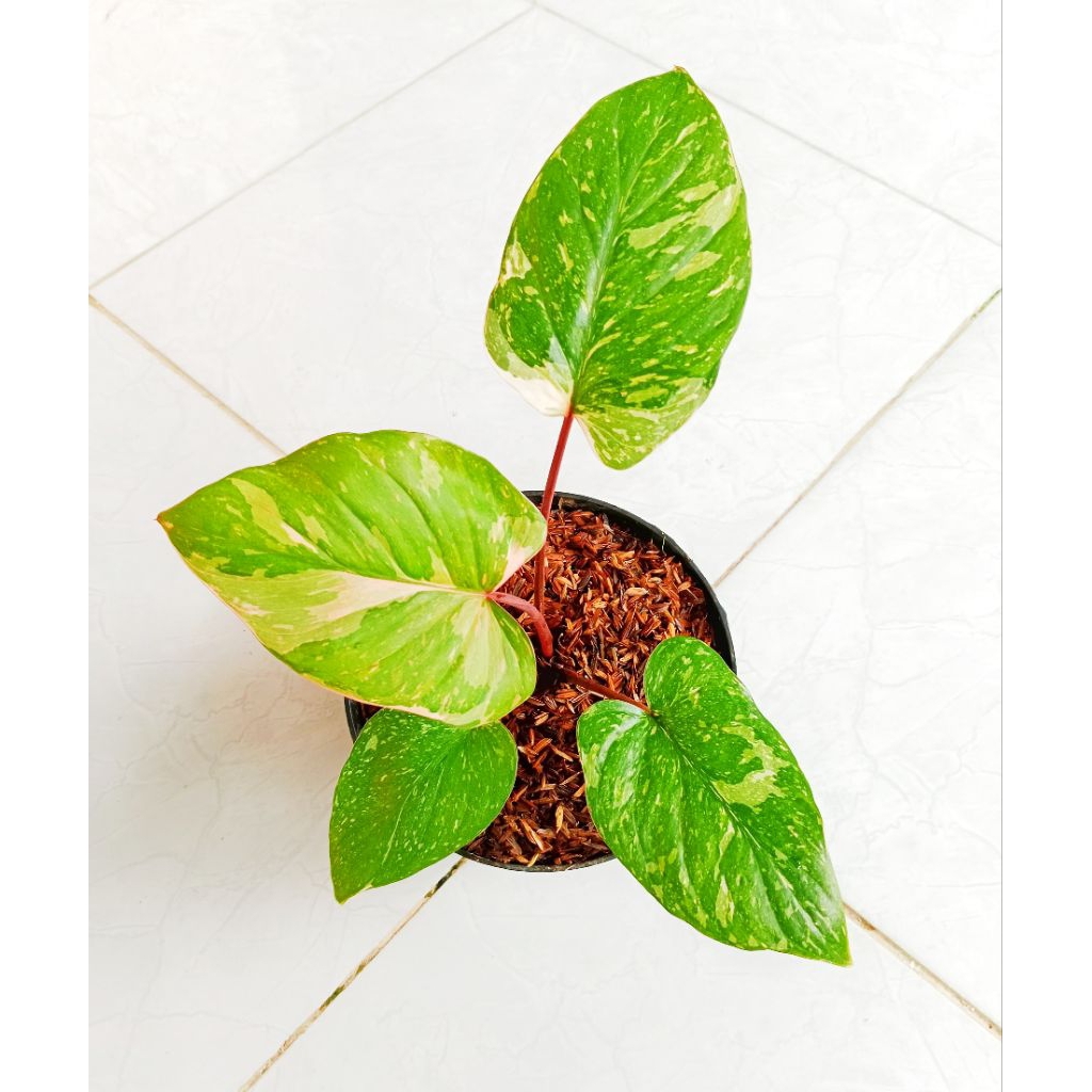 HOMALOMENA STARDUST  VAR PINK