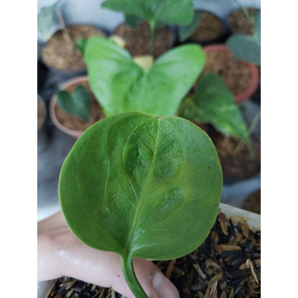 anthurium mangkok Rasputin original bonggol sudah tunas