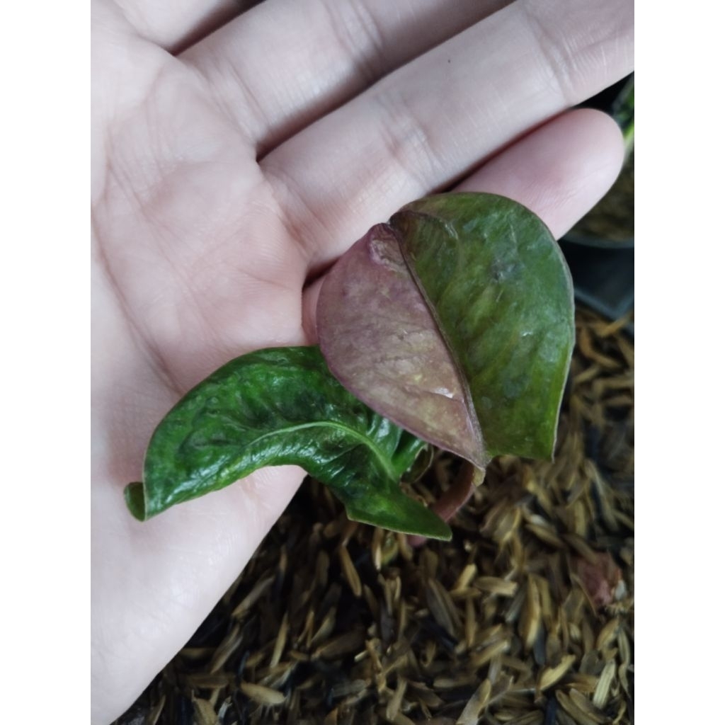 anthurium jemani twister varigata koleksian
