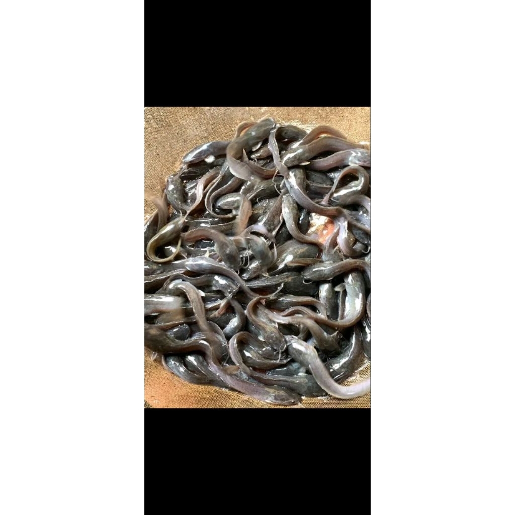 Bibit Lele Sangkuriang 15/16 cm, Paket 50 Ekor, Siap untuk Pembesaran