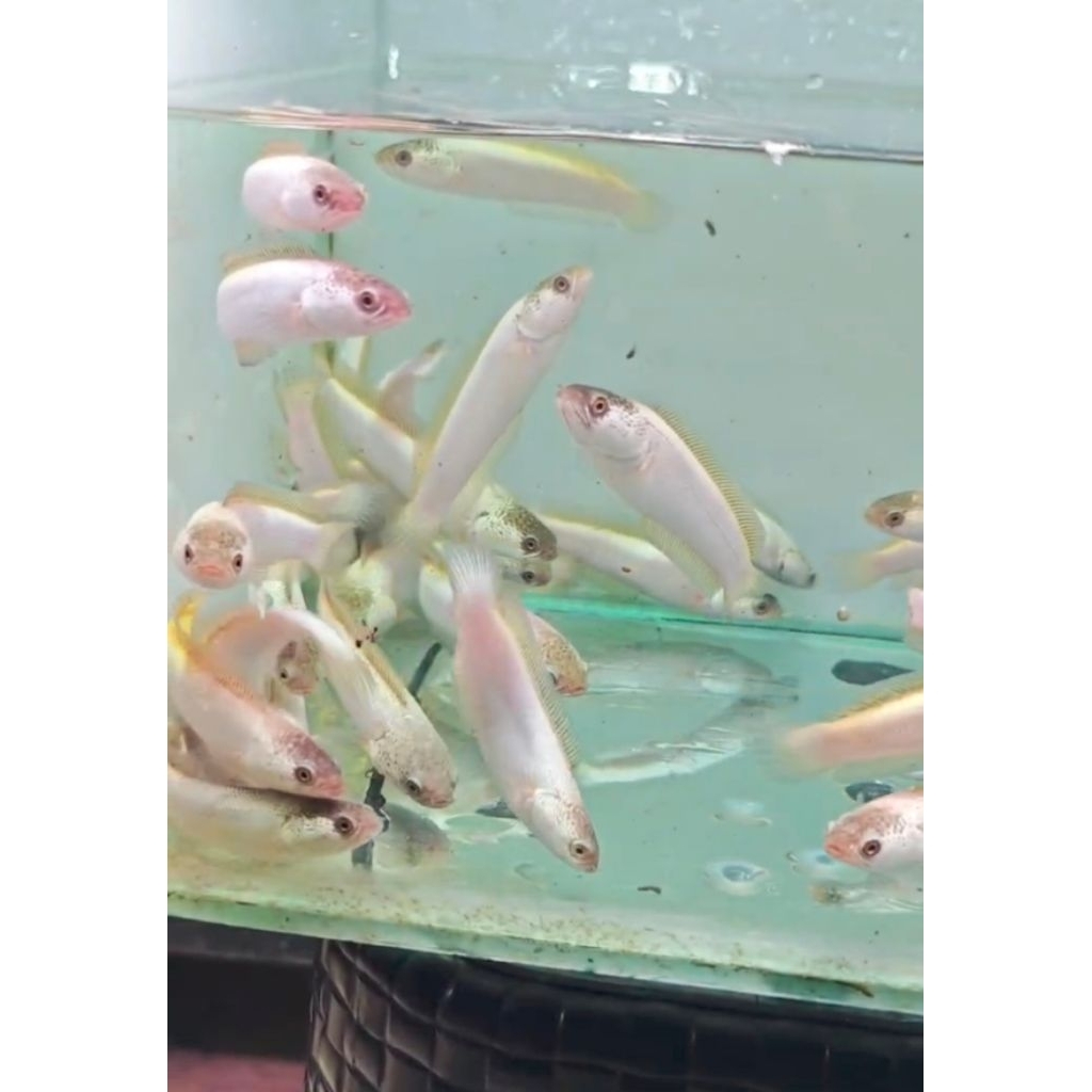 Asiatica Platinum Grade A 6-7 CM #PromoSpecial