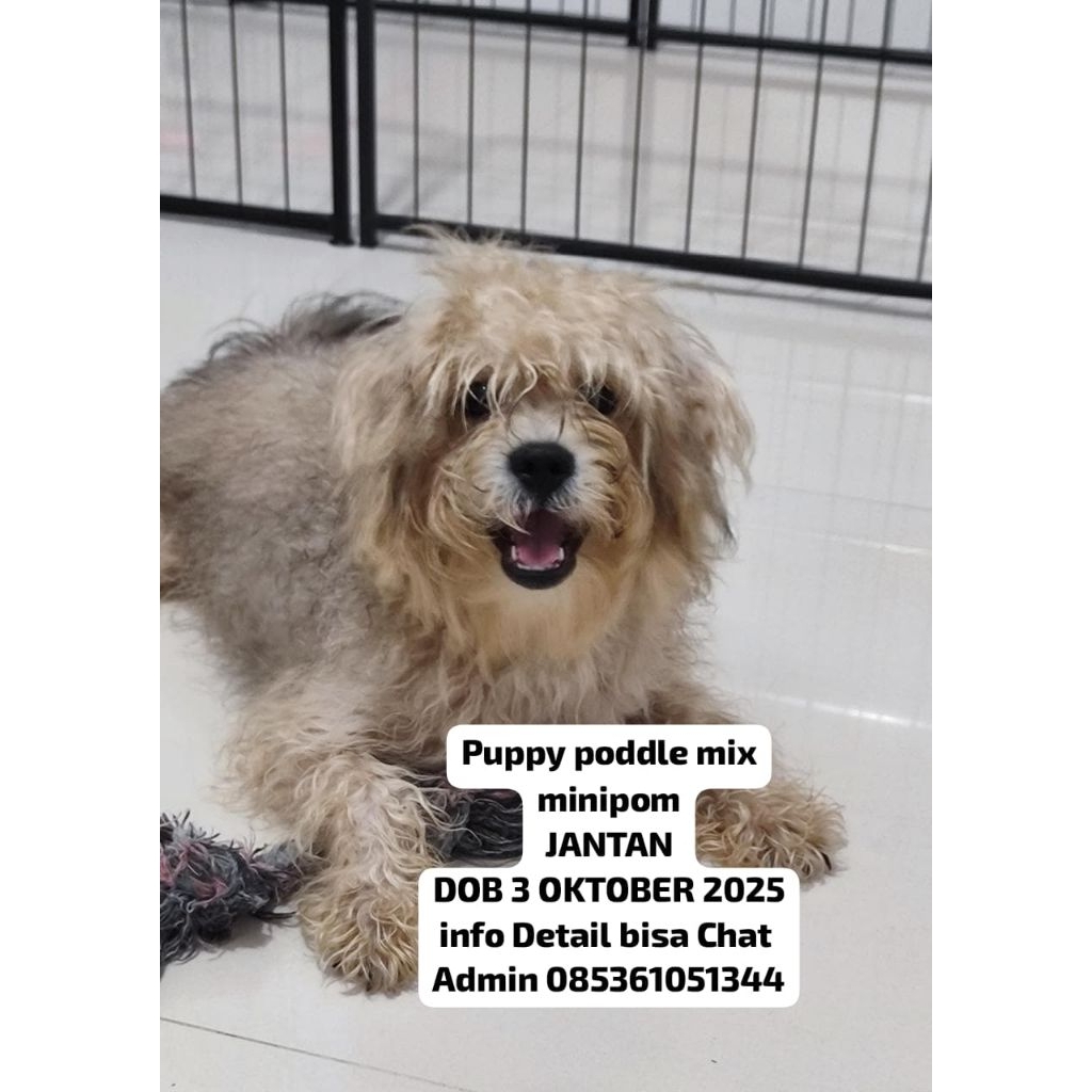 anak anjing puppy poddle mix minipom