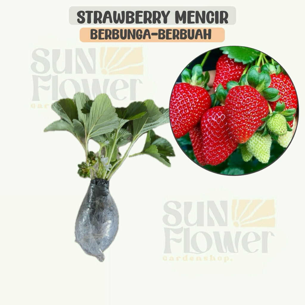 bibit strawberry mencir (berbunga-berbuah)