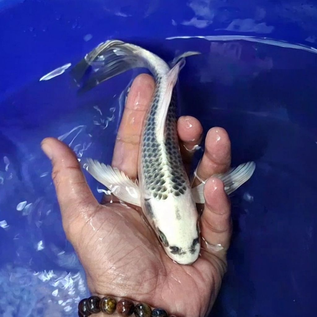 Ikan Koi Blitar Jenis Slayer Kumpay / Rumah Koi Jakarta / kode 002