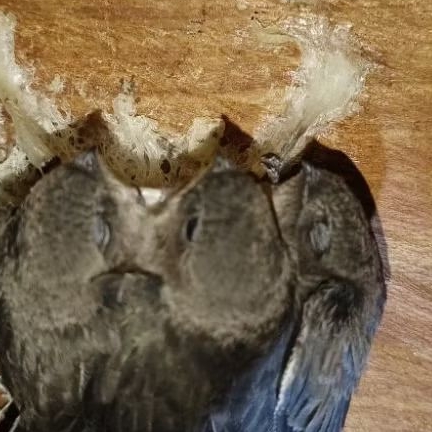 PARFUM WALET PREMIUM, BIANG ASLI 50 LITER