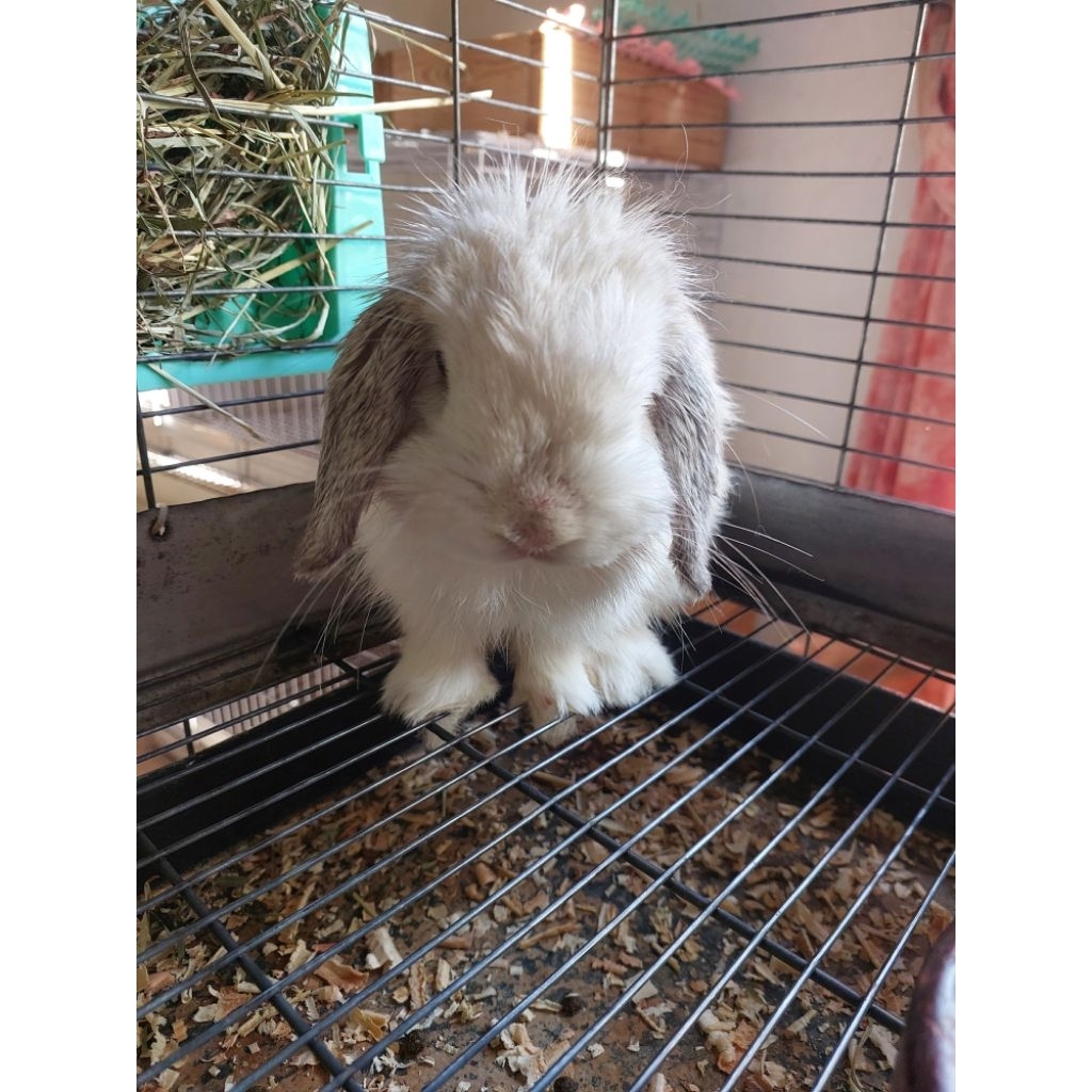 kelinci holland lop indukan frosty jantan