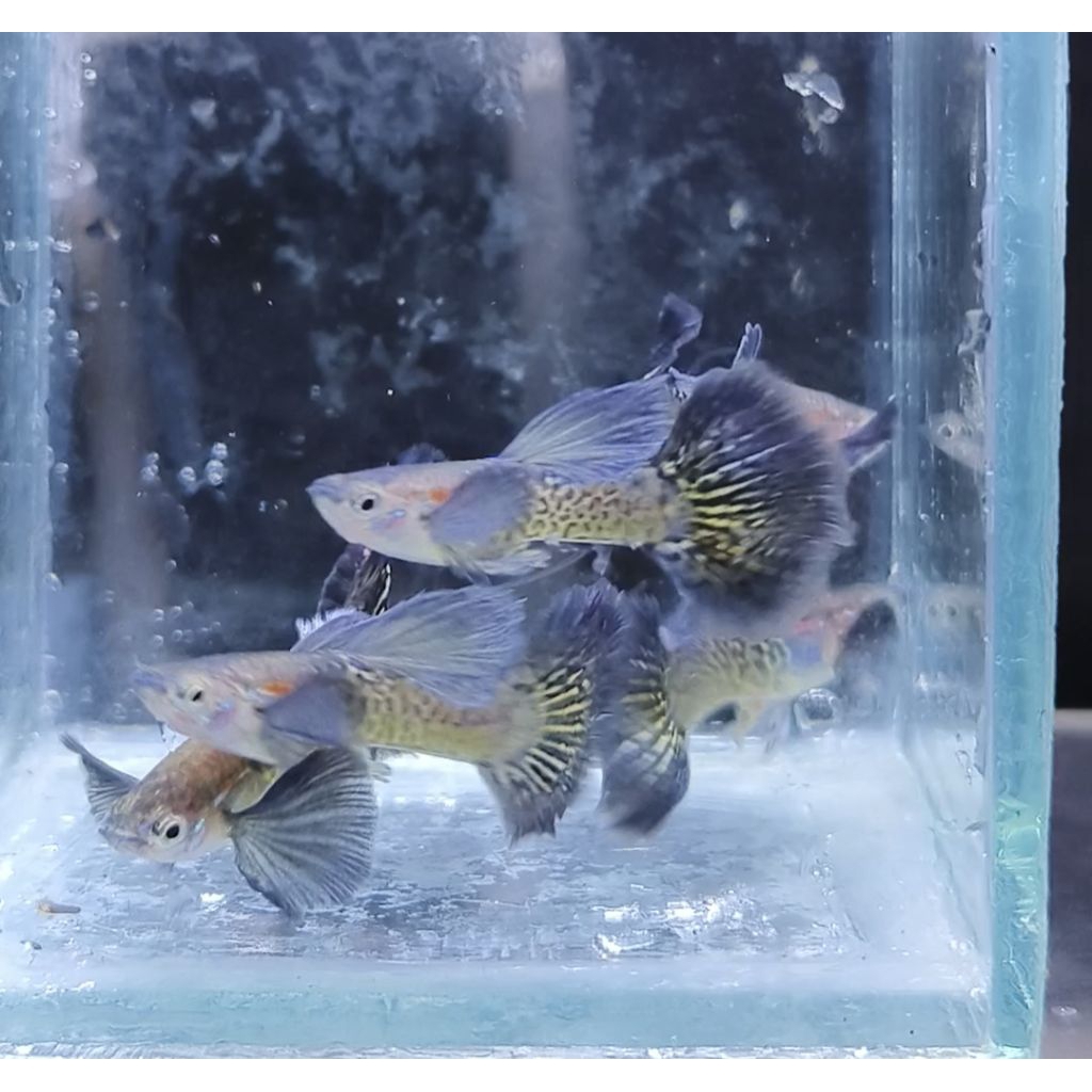 Sepasang Purple Dragon/ Ikan Guppy Hias Aquarium