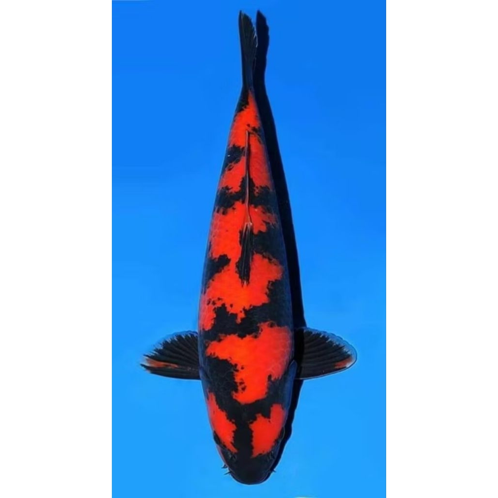 bibit unggul Koi Blitar Bibit 5-7cm dekorasi Akuarium aquaseceps air tawar