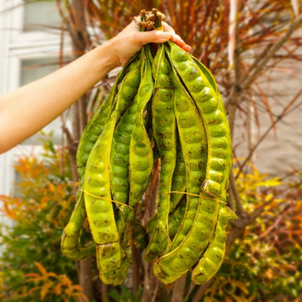 Pete Segar Super 1 Papan Lonjor - Segar, Tua, dan Praktis untuk Camilan