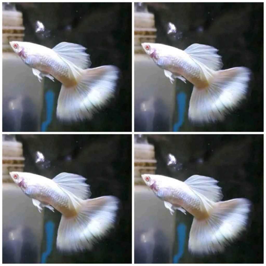 GUPPY ALBINO FULL PLATINUM (AFP) FULL WHITE INDUKAN