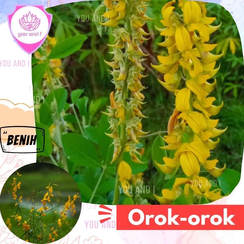 Benih Orok Orok [isi-30] Biji Crotalaria Juncea