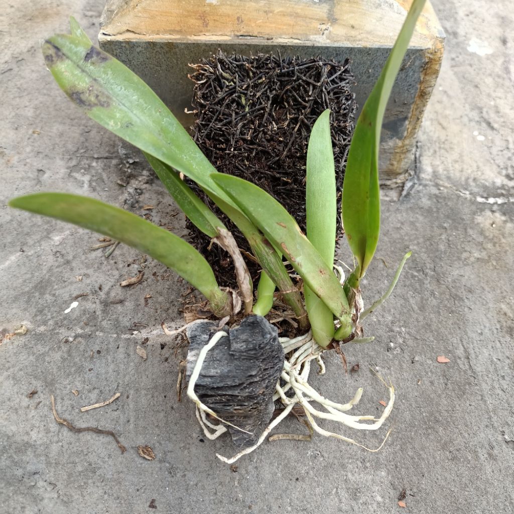 Tanaman anggrek cattleya mantini dewasa bunga ungu besar wangi kode E