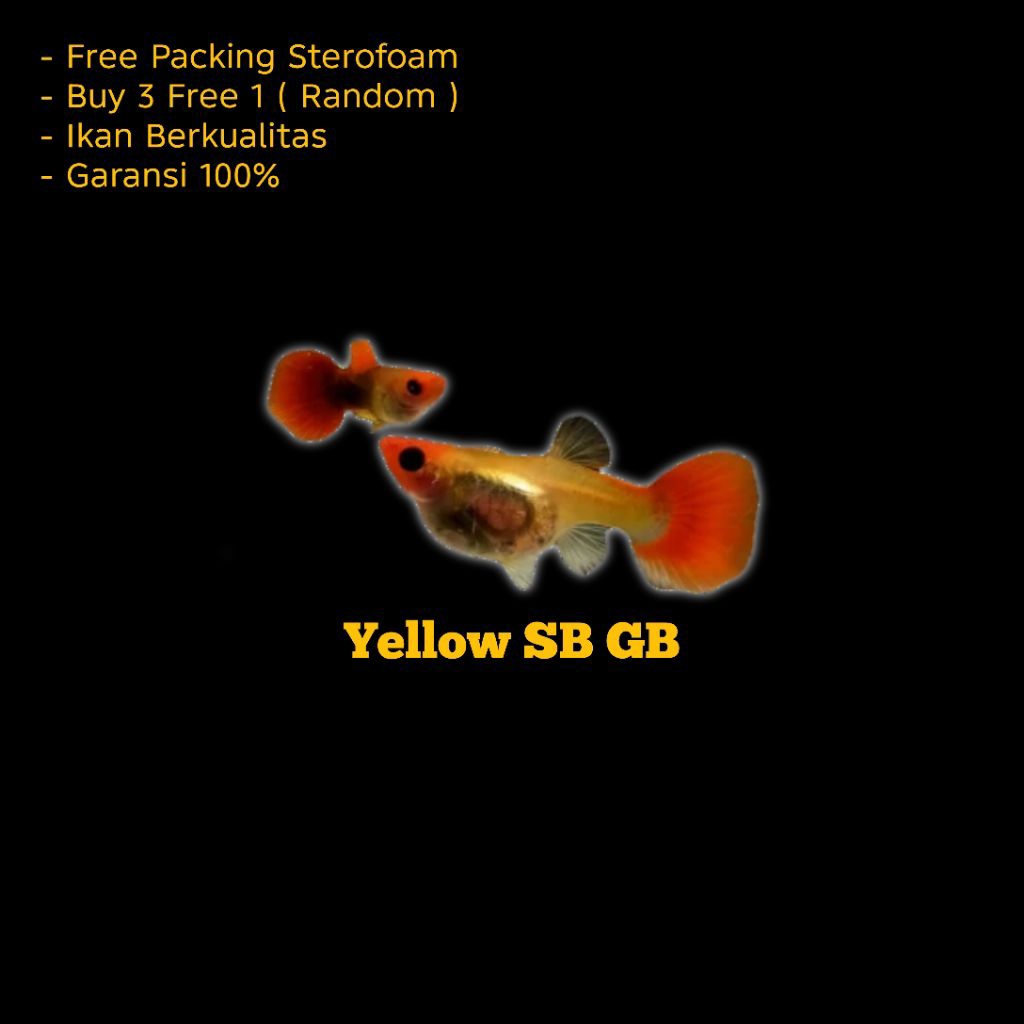 Hiasan Aquarium Guppy Blonde Koi Short Body Glasbelly