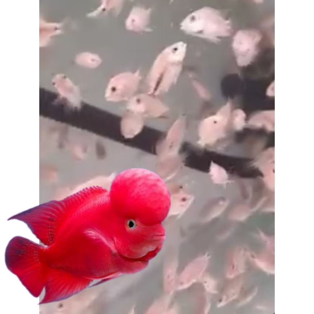 Burayak Louhan SRM Super Red Monkey Thailand, Warna Merah Menawan, Asli Thailand, Kualitas Unggulan