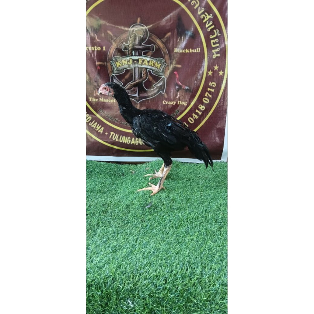 anakan Pakhoy 4.5 bulan jantan