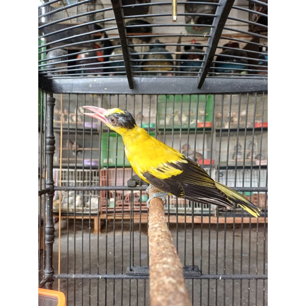 burung kepodang bali masih muda udh rajin bunyi