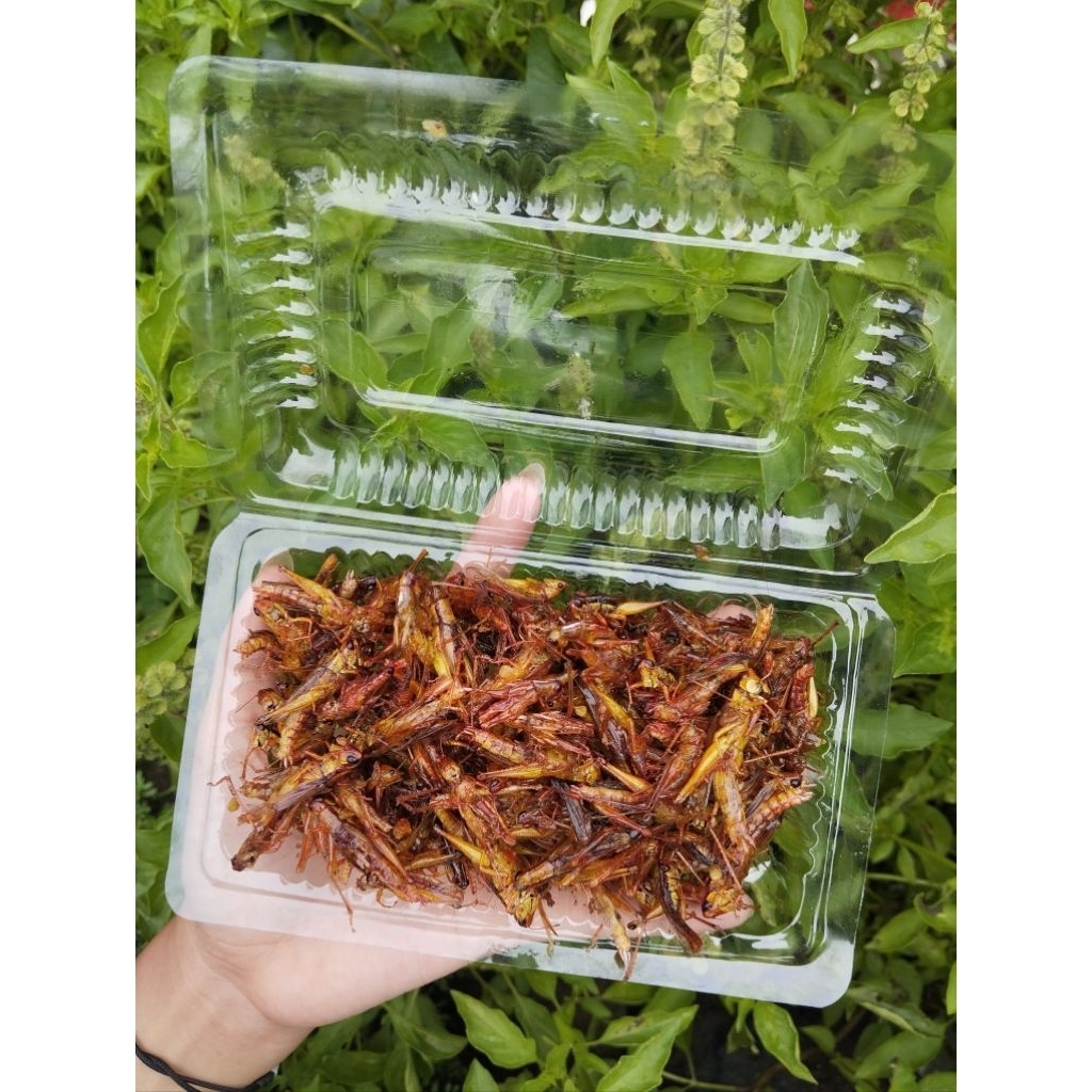 Belalang Goreng Belalang Padi Segar