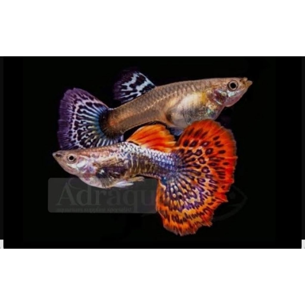 HIASAN AQUARIUM SEPASANG GUPPY RED DRAGON HMDE