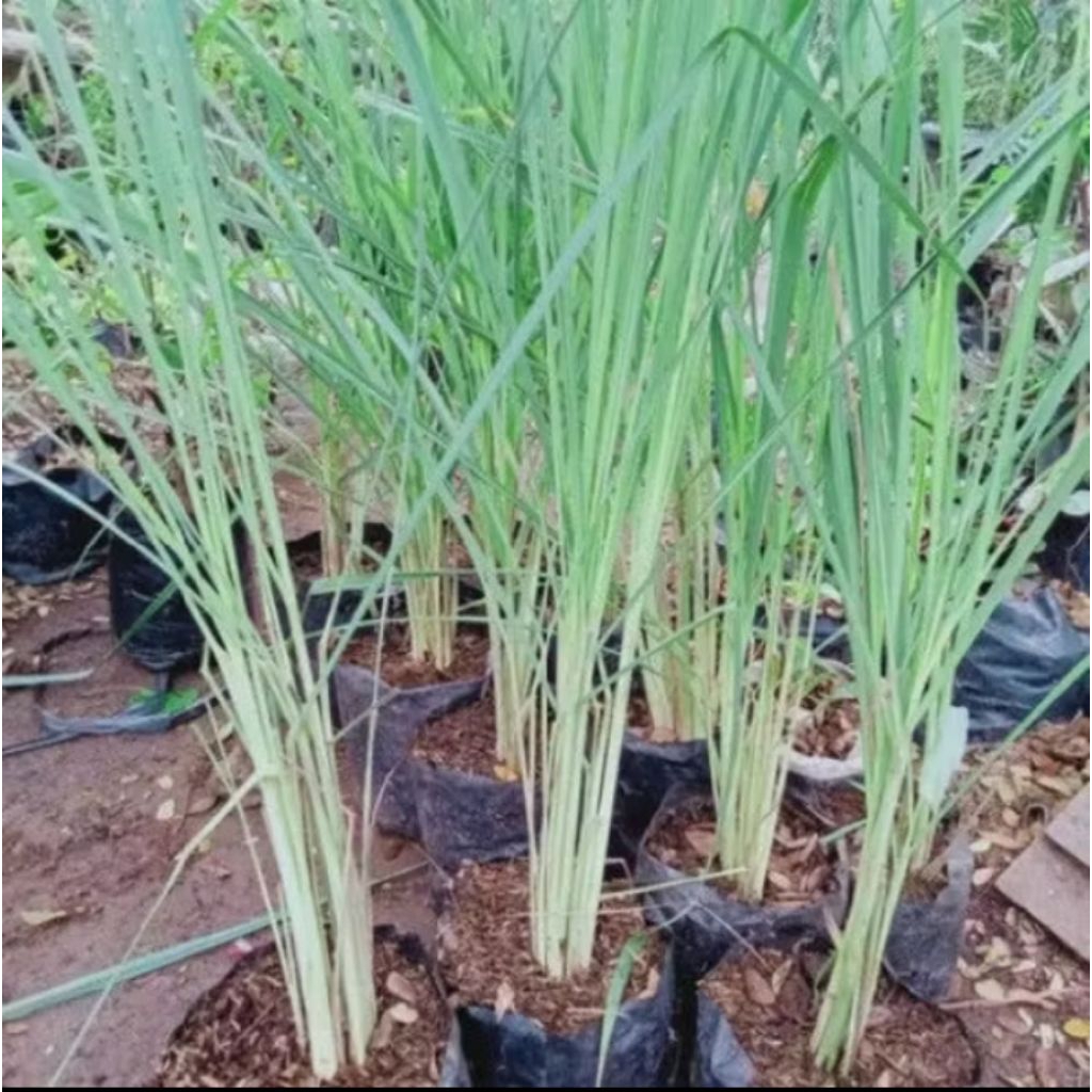 bibit serai masak/serai dapur siap tanam