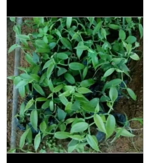 bibit benih vanili jenis planipolia Andrews panili paling wangi