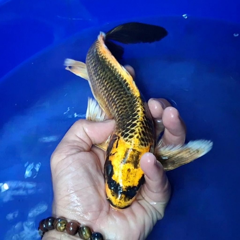 Ikan Koi Blitar Jenis Kumpay Slayer / Rumah Koi Jakarta / kode 0011