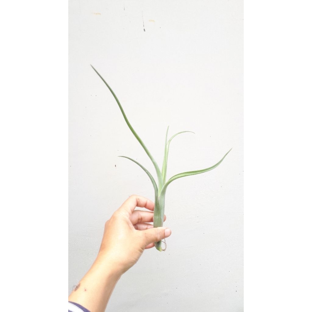 Tillandsia Intermedia anakan