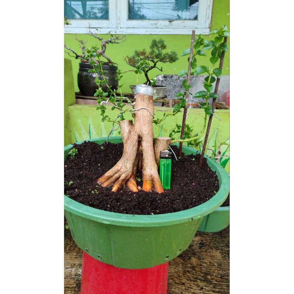 bonsai sancang besar prokar