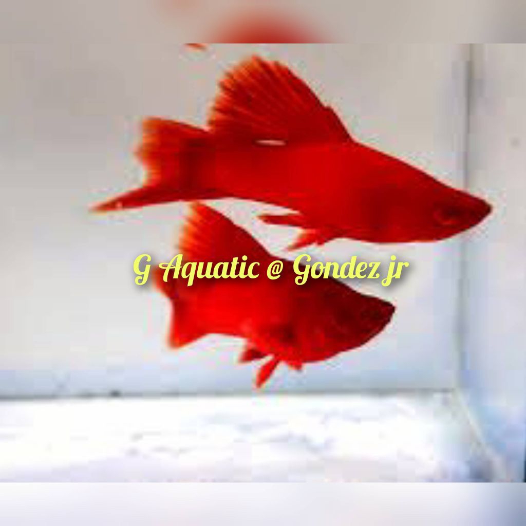 ikan platy blood red size L