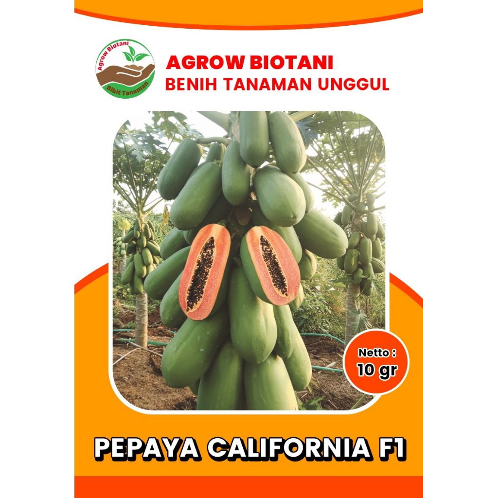 Bibit Benih Pepaya IPB California F1