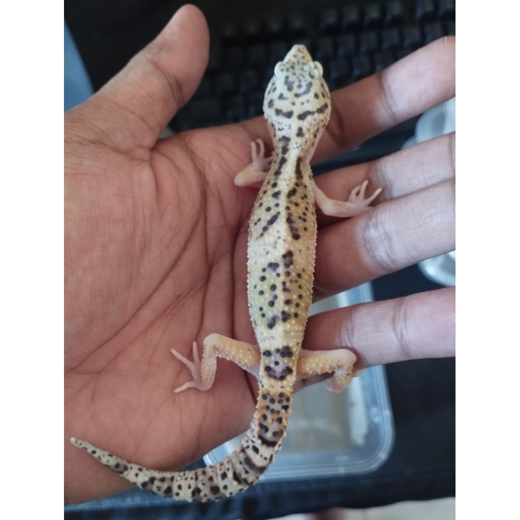 LEOPARD GECKO MAINAN BABY 3BULAN FREE KECOA TURKISH