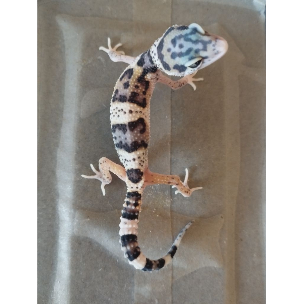 LEOPARD GECKO MAINAN BABY 2BULAN FREE KECOA TURKISH