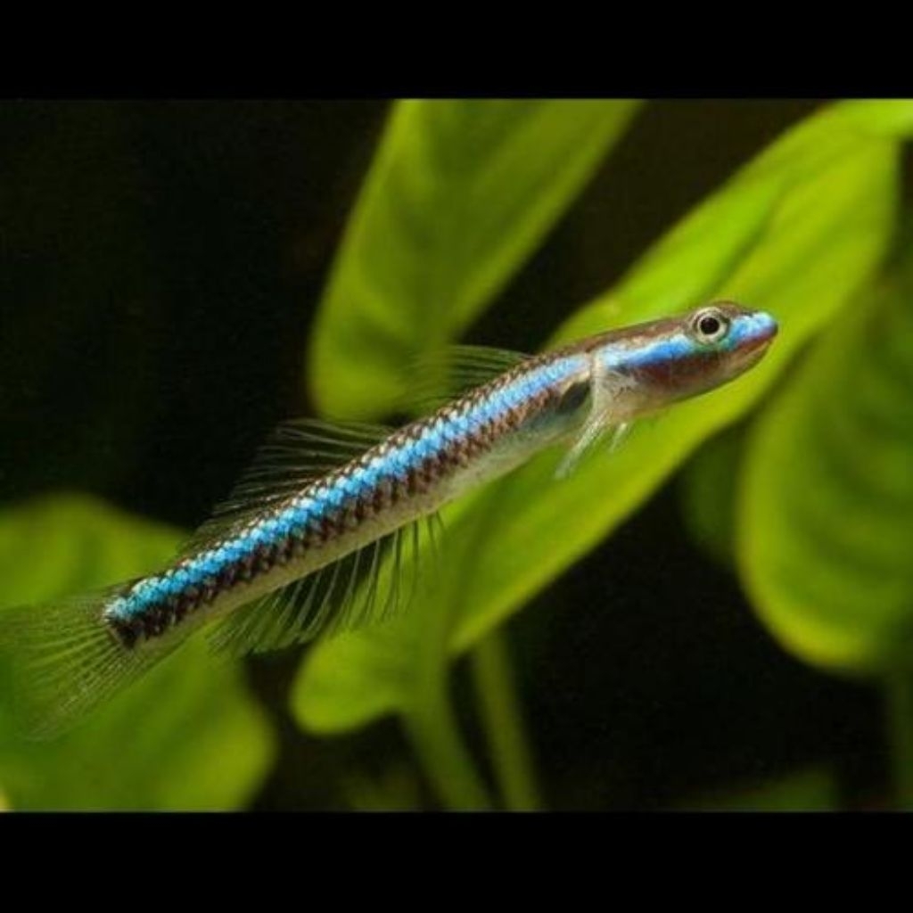 blue goby