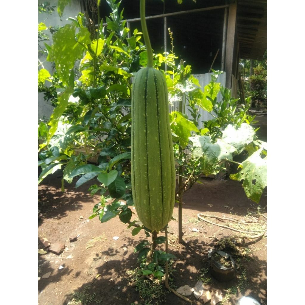 benih gambar/oyong taiwan