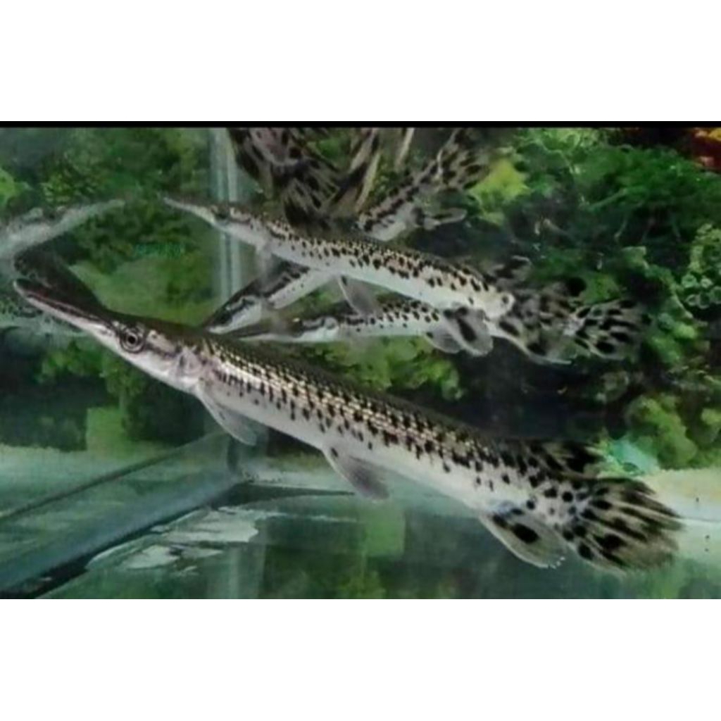 Sepasang Spatula Aligator Gar Ful Gerigi size 9-10 cm (2 ekor)