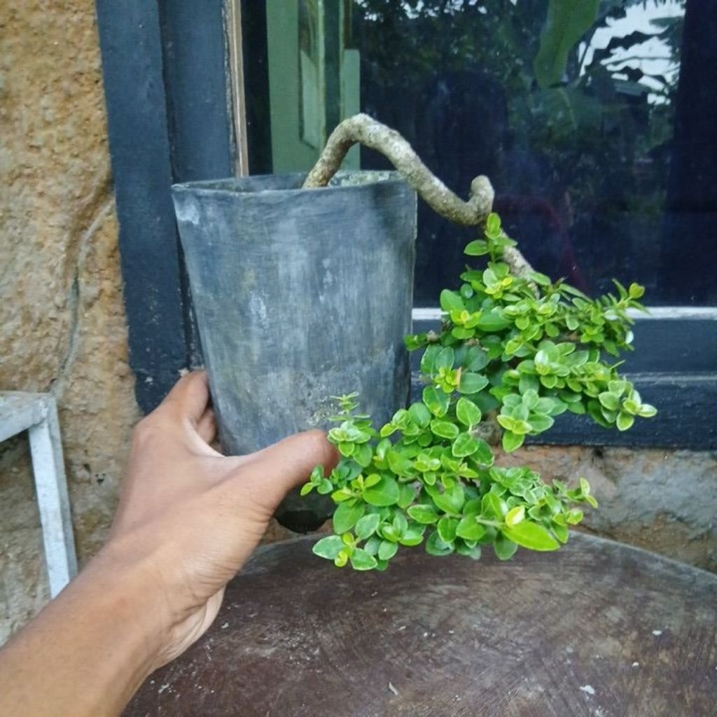 bonsai sancang golden exstrimen