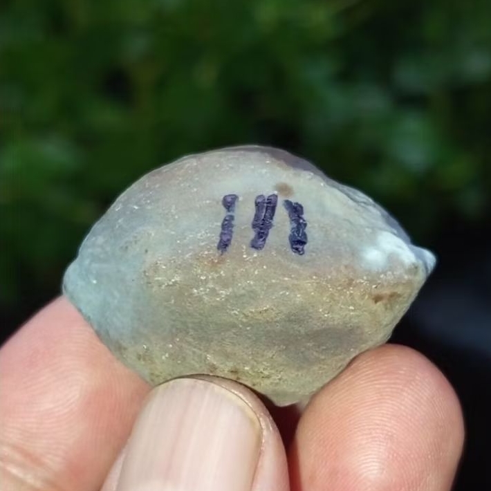 Muncang adu jayanti pait jr kode 111.